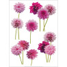 Dahlias en nuance de rose support